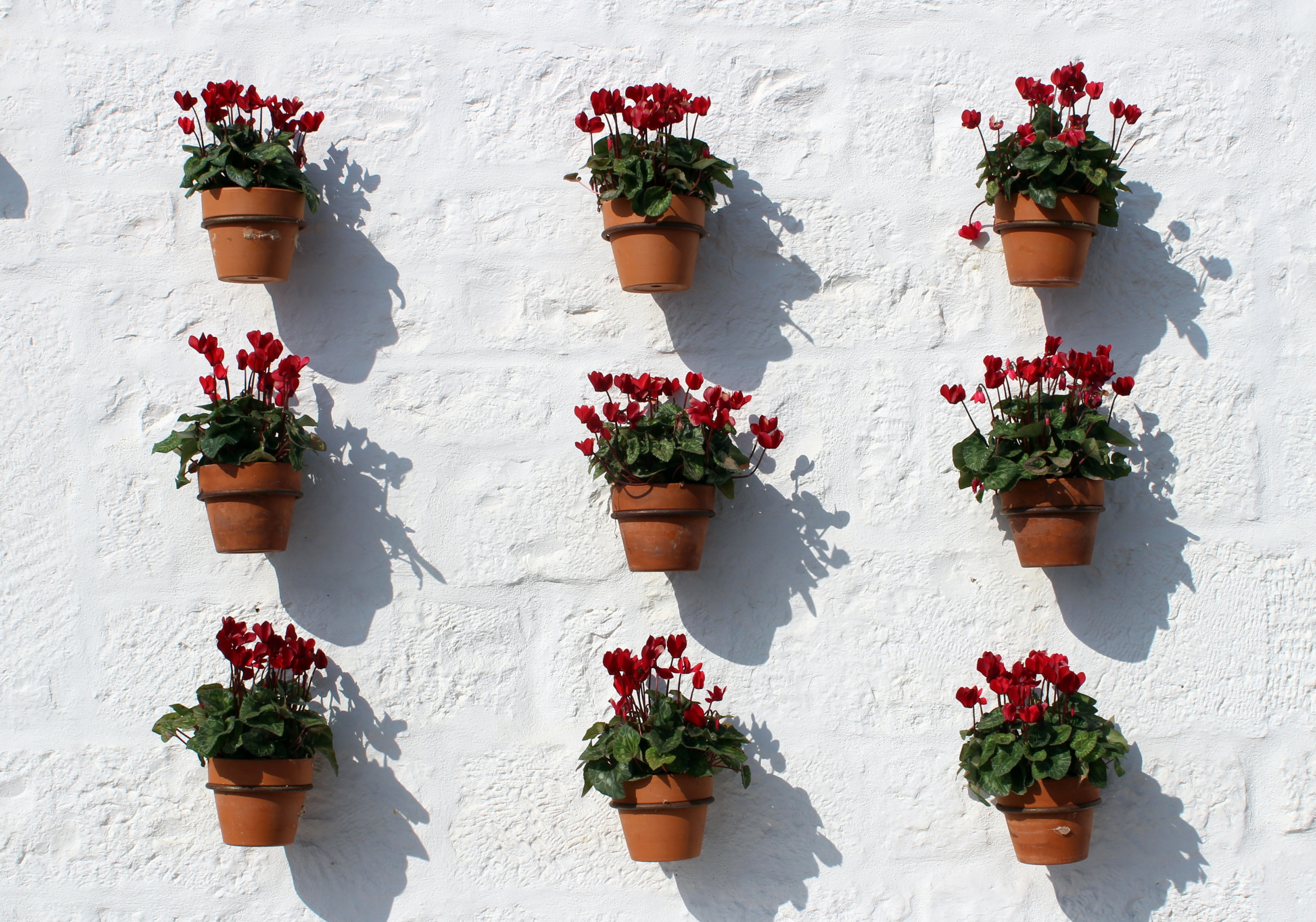 8-colore-sul-bianco-di-Locorotondo-